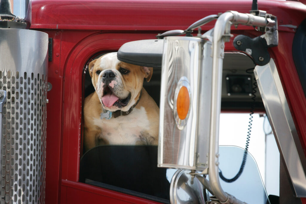 The Best Dog Breeds for Truck Drivers